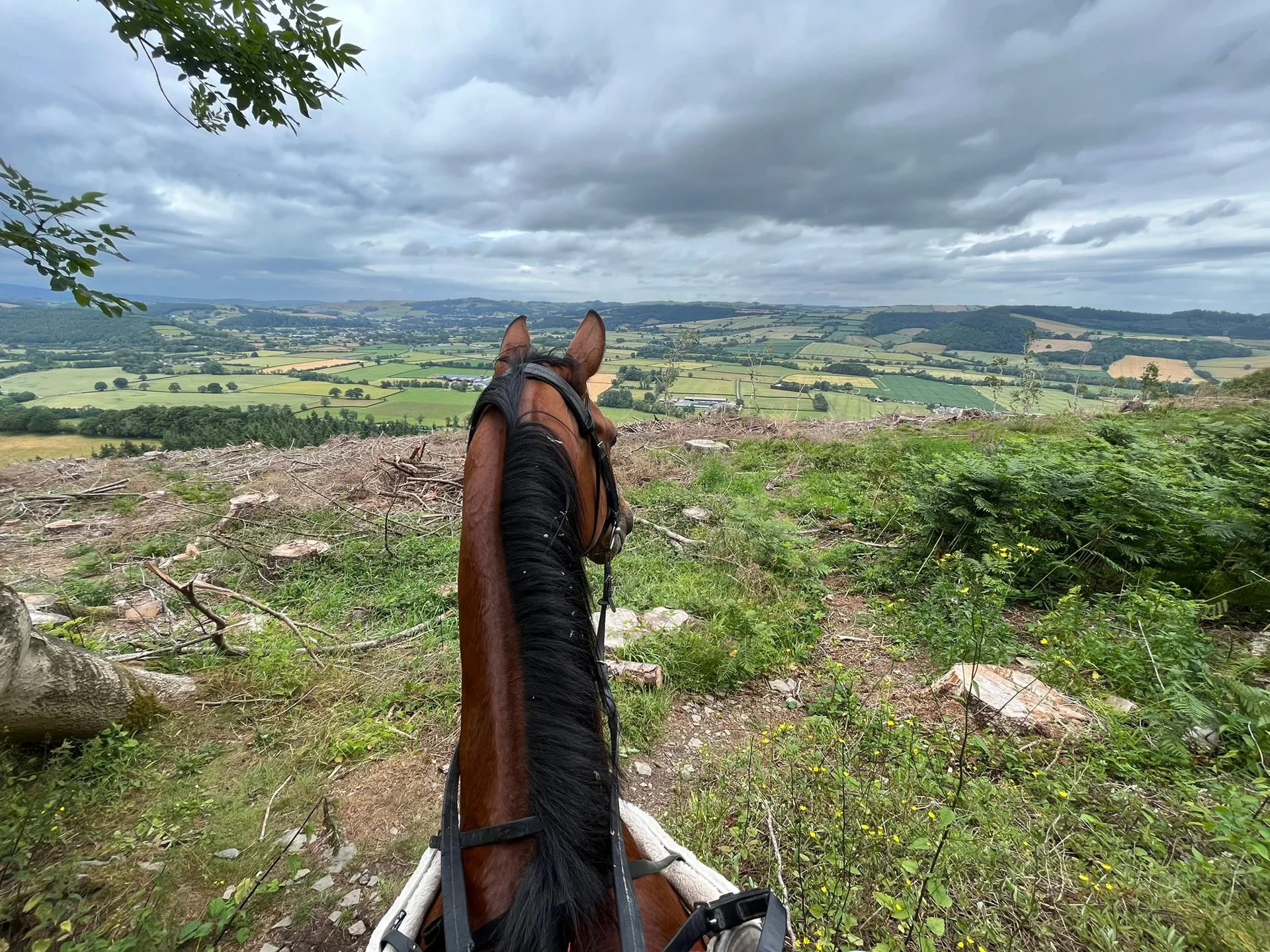 Forestry and hacking paths at Bell House