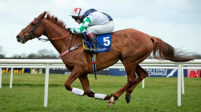 Top Gamble - 3-time winning Grade 2 Chase Winner